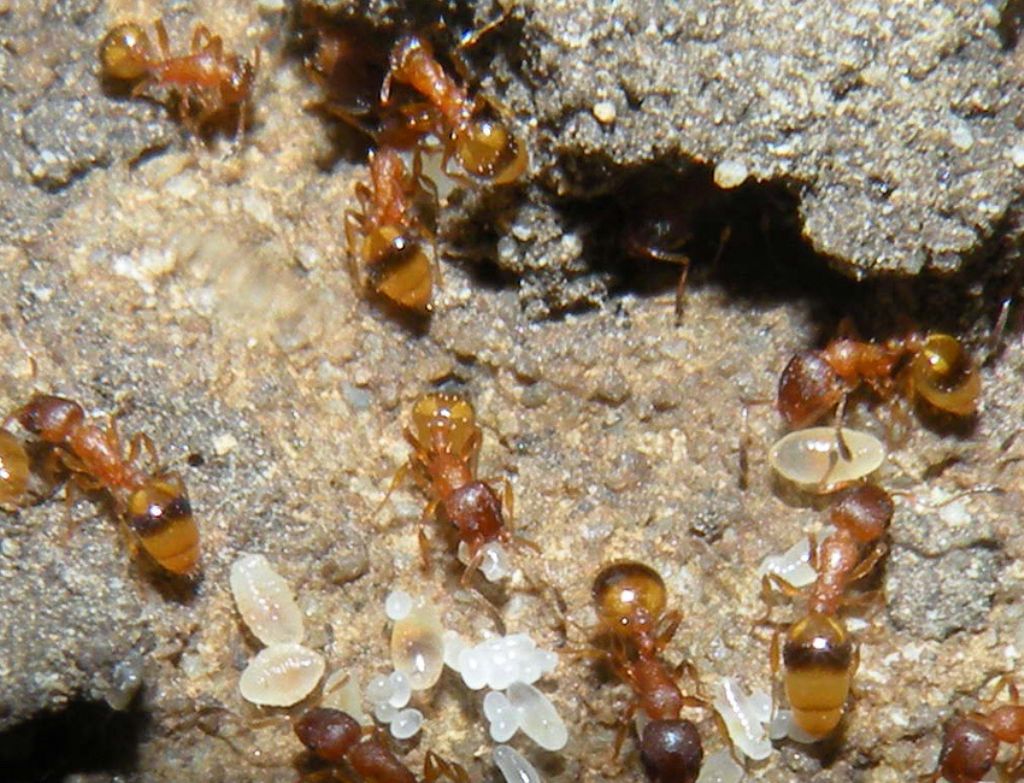 Probabilmente Temnothorax unifasciatus